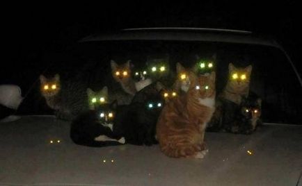 Защо котки очи светят в тъмното