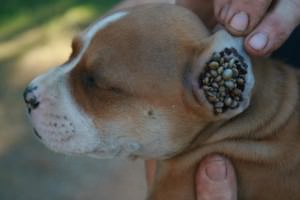 Подкожните червеи при кучета - Симптоми и лечение, как да се получи
