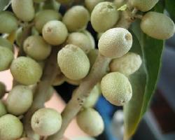 Полезните свойства на плодове dzhida - билки