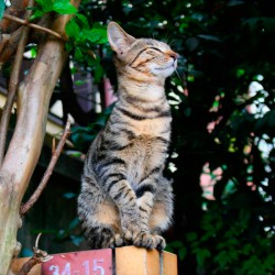 Котки на ивици - catstock