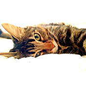 Котки на ивици - catstock