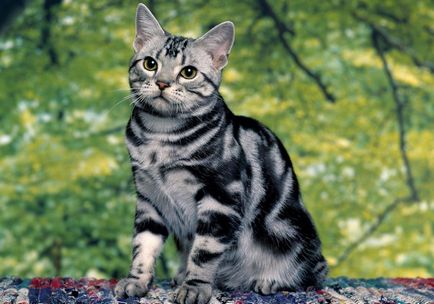 Раираната породи котки, наречен така и снимки