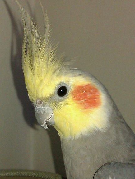 Cockatiel папагали отзиви и съдържание у дома