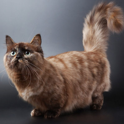 Munchkin котка описание порода порода, цена 10 снимки, видео