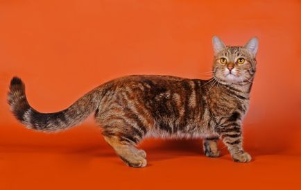 Munchkin котка описание порода порода, цена 10 снимки, видео