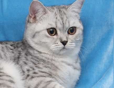 Порода на котка от Whiskas реклама снимка