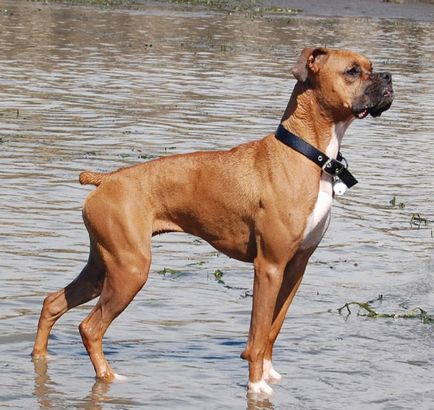 Boxer куче порода описание, различия и особености
