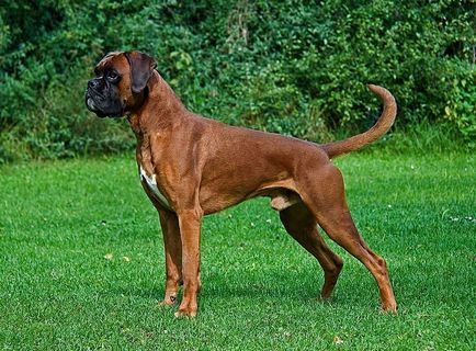 Boxer куче порода описание, различия и особености