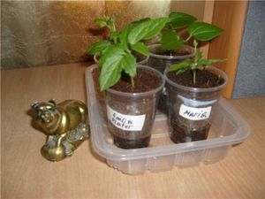 Засаждане на клематис като у дома си, как да растат от семена, грижи за трансплантация