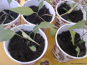 Засаждане на клематис като у дома си, как да растат от семена, грижи за трансплантация