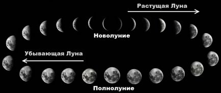 Засаждането краставица разсад от лунния календар през 2017 г. (за кацане) Засаждане на разсад краставици на лунния календар през 2017 г.