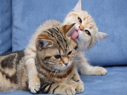 Изучаването на фактите около котки Защо котките толкова често се мият зародишите на живота