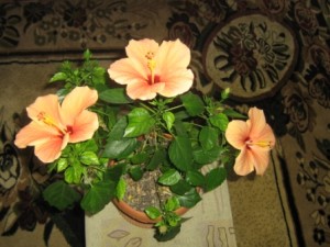 Условия за грижи хибискус цвете у дома