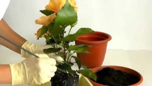 Условия за грижи хибискус цвете в дома (Home) Условия за грижи хибискус цвете у дома