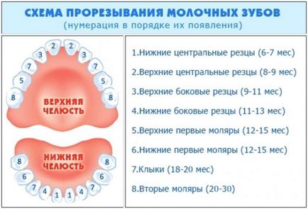 Никнене на млечни зъби симптоми на горните зъби при деца, снимки на венците, как да се помогне на децата (изкачи горните зъби) Никнене на млечни зъби симптоми на горните зъби при деца, снимки на венците, как да помагат на бебетата