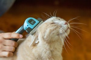 Гребен за котки fuminator как да си изберете, да го използвате като помощ, отколкото да замени драскате