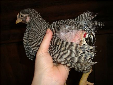 Общи заболявания на пилета в техните симптоми и лечение, фото и видео преглед