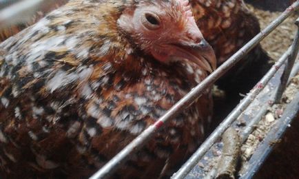 Общи заболявания на пилета в техните симптоми и лечение, фото и видео преглед