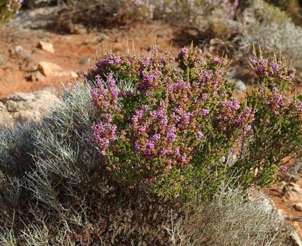 Plant Ерика описание, методи на функции за разплод, култивиране и поддържане