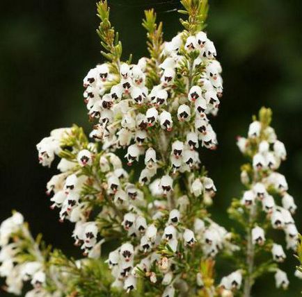 Plant Ерика описание, методи на функции за разплод, култивиране и поддържане