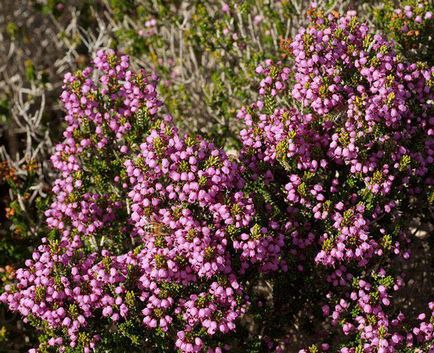 Plant Ерика описание, методи на функции за разплод, култивиране и поддържане