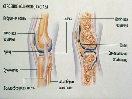 Разтягане на сухожилията на съвместни симптоми на коляното и лечение видеото