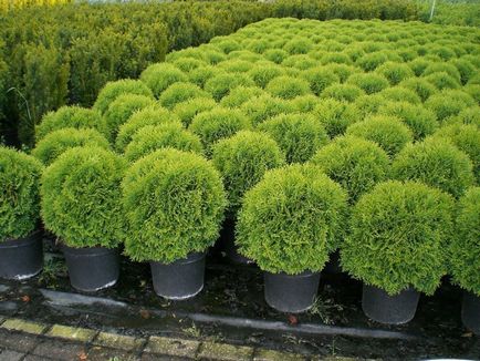 Възпроизвеждането Arborvitae резници, семена, клонове у нас