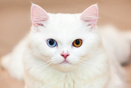 Различен цвят на очите при котките