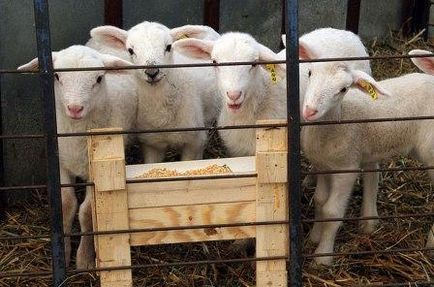 Sheep у дома за начинаещи