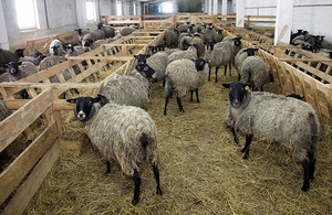 Sheep у дома, особено на съдържанието на овце и кози в личния дъщерно