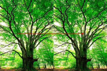 Обръщане, завъртане, огледално отражение на обекти в Photoshop (Въведете действие на приложения) Обратен завой, завъртате, обръщате обекти в Photoshop