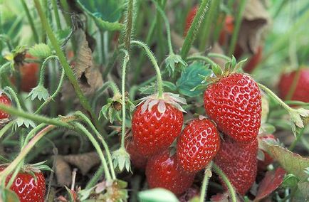Препоръки начинаещите градинари, за да се грижи за ягоди през есента