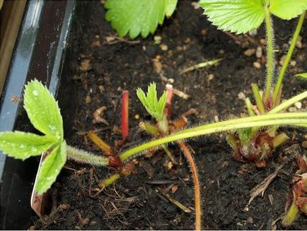 Препоръки начинаещите градинари, за да се грижи за ягоди през есента