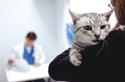 Ринит при котки симптоми, диагностика, лечение, профилактика, домашни животни