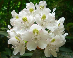 Rhododendron - това