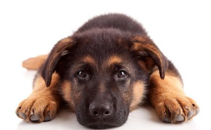 Повръщане видове кучета, причини, лечение