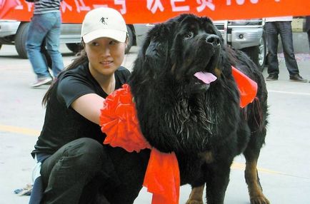 Най-скъпата кучето и най-голямата котка в света (32 снимки)