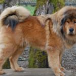 Най-скъпата куче в света (50 снимки) тибетски мастиф, древен порода какво, колко, какви