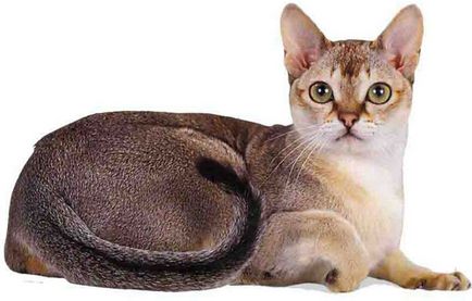 Най-малката котка в света на името на видове, техните снимки