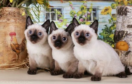 Най-малката котка в света на името на видове, техните снимки