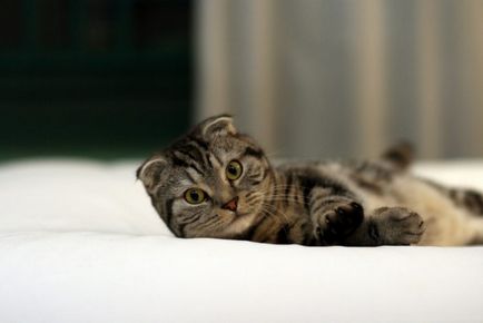 Най-красивата порода котки в света снимки и описания, мястото на 