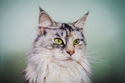 Най-красивата порода котки в света снимки и описания, мястото на 
