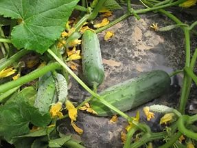 Повечето краставица продуктивни сортове за оранжерията (най-добрия) Повечето продуктивни сортове краставици оранжерии