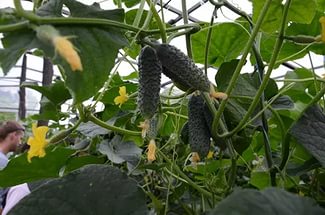 Повечето краставици за добив на сортове за оранжерии (реколта) Повечето продуктивни сортове краставици оранжерии
