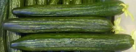 Повечето продуктивни сортове краставици оранжерии (разновидност) Повечето продуктивни сортове краставици оранжерии
