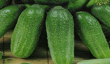 Повечето краставица продуктивни сортове за оранжерията (най-добрия) Повечето продуктивни сортове краставици оранжерии