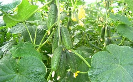 Повечето краставици за добив на сортове за оранжерии (реколта) Повечето продуктивни сортове краставици оранжерии