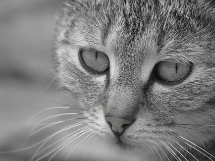 Симптоми и лечение на кожни заболявания при котките