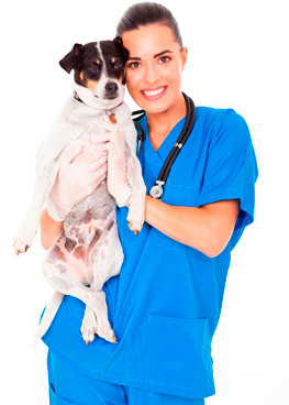 Цианоза при кучета - цианоза - симптоми, причини и лечение