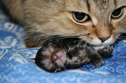 Колко време на бременност при котки, котешки раждания